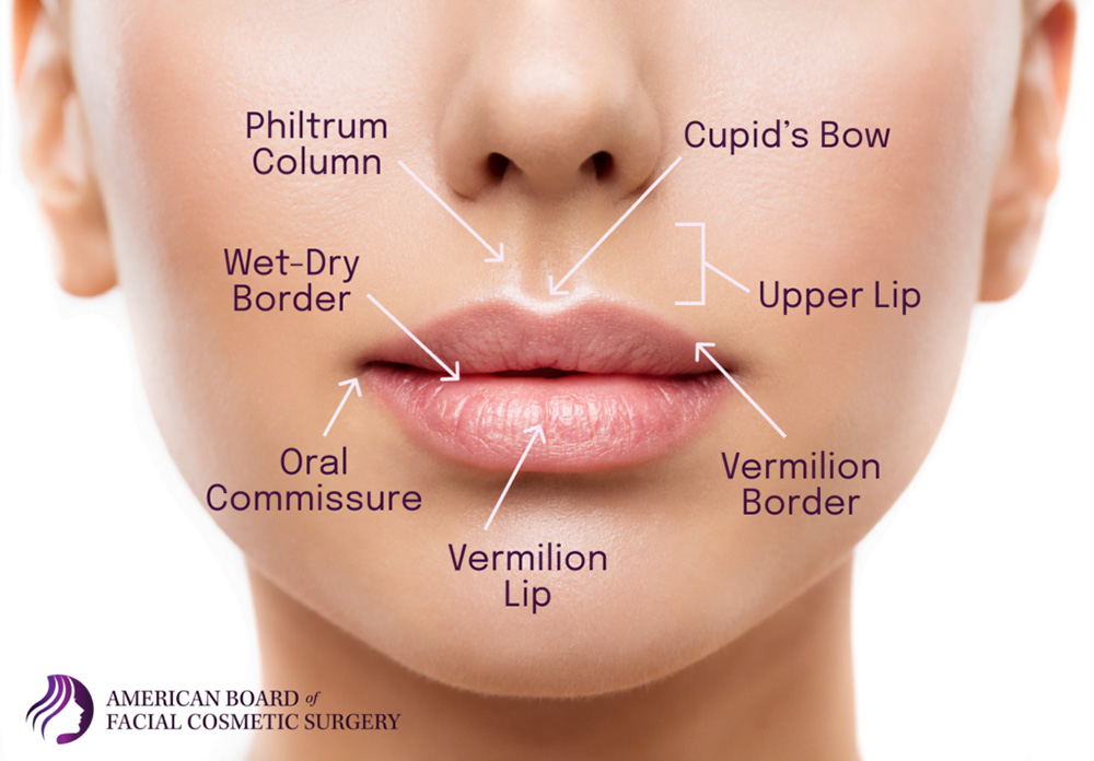 lip anatomy