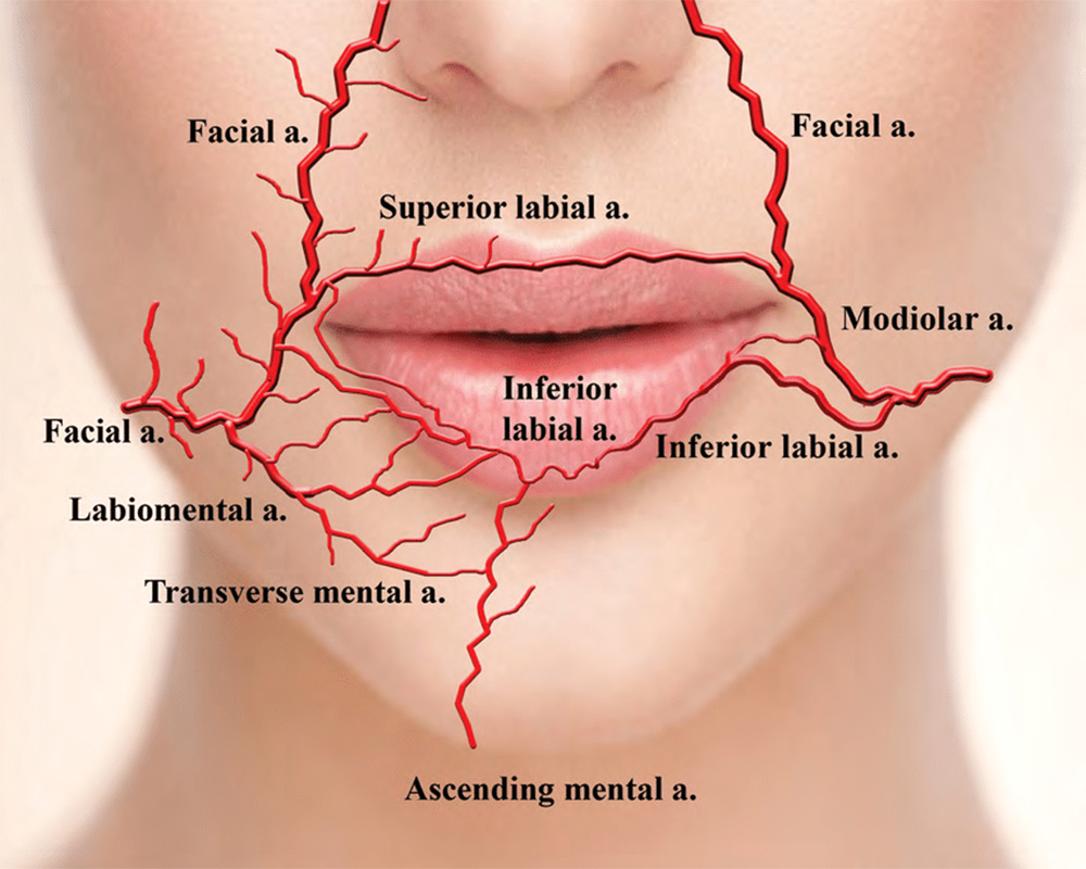 lip anatomy vessels