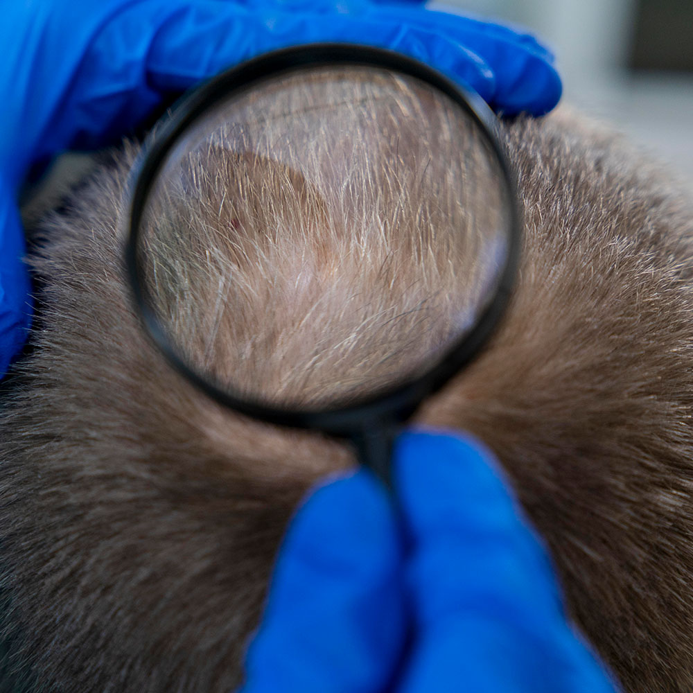 polynucleotides hair loss