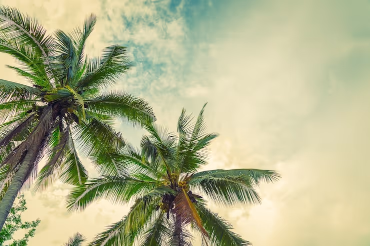Beach palm tree from below