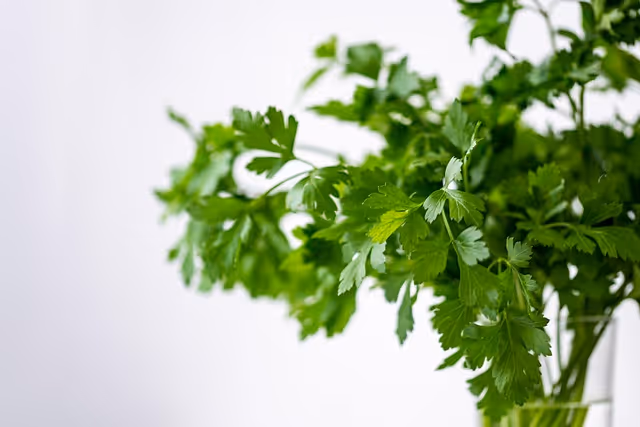 Free Parsely Green photo and picture