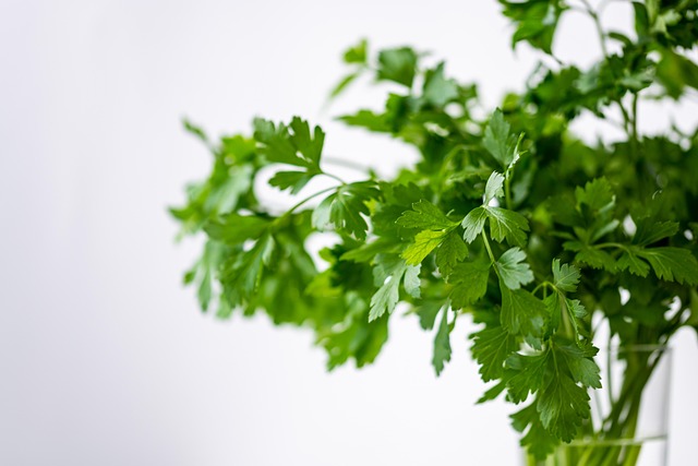 Free Parsely Green photo and picture