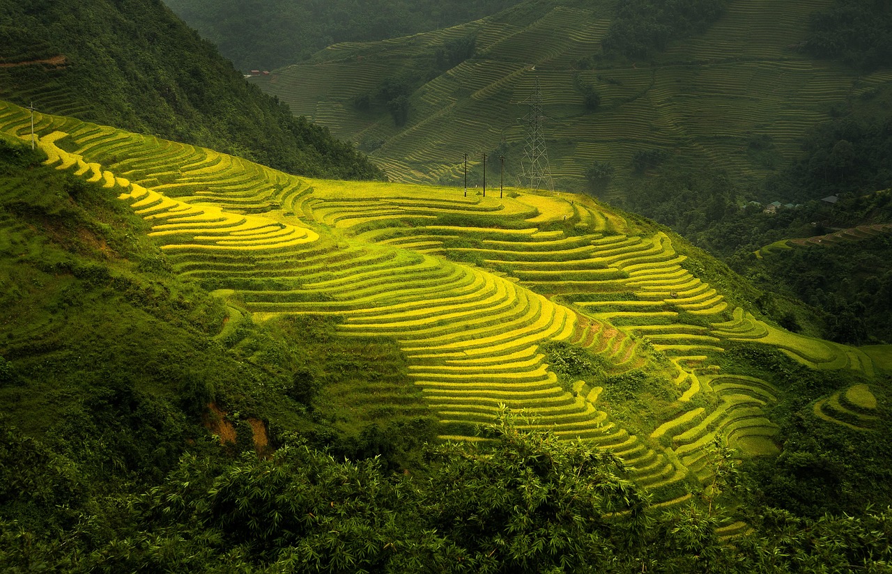 Free Nature Terraces photo and picture