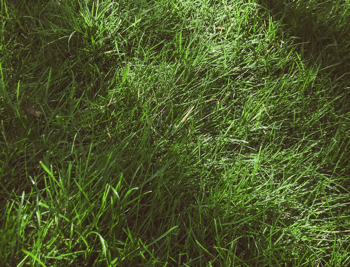 Close-up of lush green grass blades with sunlight highlighting parts of the lawn.