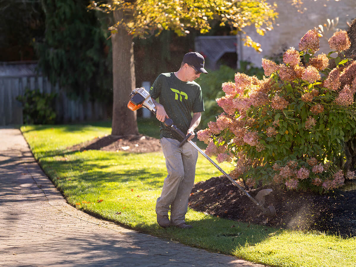 Person using a string trimmer to edge grass near flowering bushes in a sunny garden.