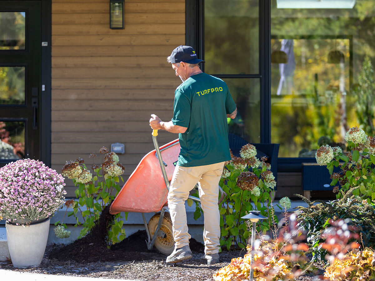 A man wearing a green 'Turf Pro' shirt and cap spreads mulch with a wheelbarrow in front of a modern wooden house with hydrangea bushes and flowers.