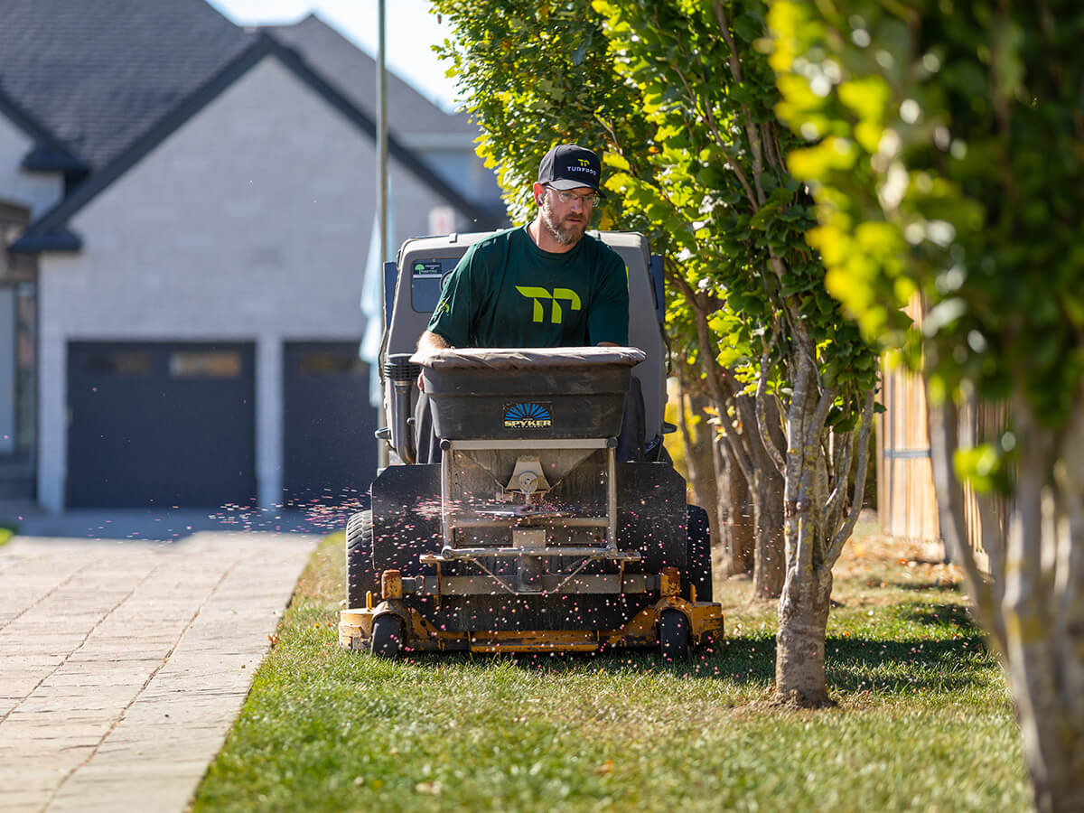 Man wearing a dark green shirt and black cap operating a lawn mower along a row of trees beside a sidewalk.