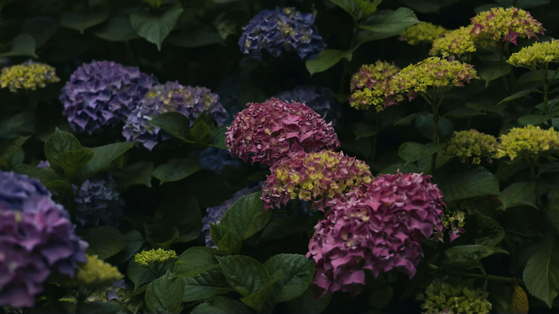 Cluster of pink, purple, and yellow hydrangea flowers surrounded by dark green leaves.