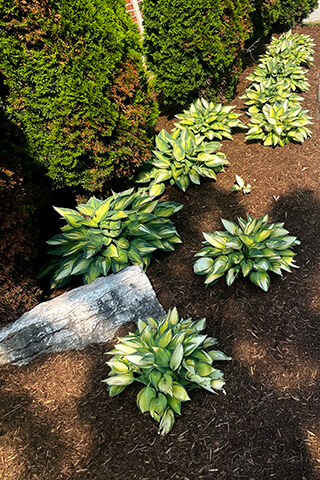 Garden bed with green and yellow hosta plants arranged in a curved pattern beside evergreen shrubs.