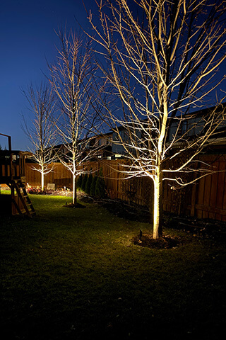 Three leafless trees illuminated by ground lights in a backyard at night.