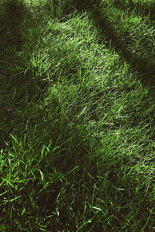 Close-up of lush green grass with shadows cast across it.