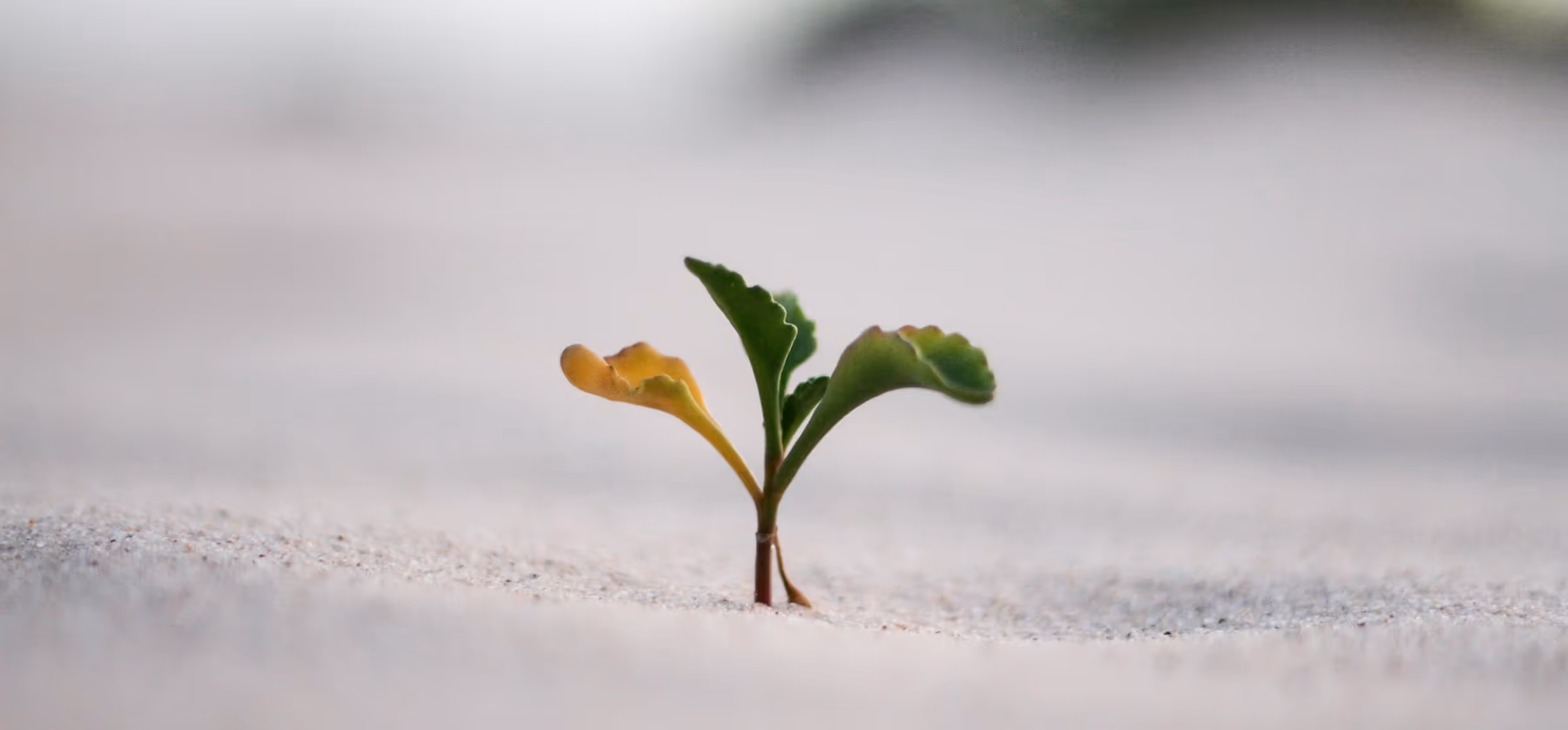 Τι Προσφέρει το Mindflow