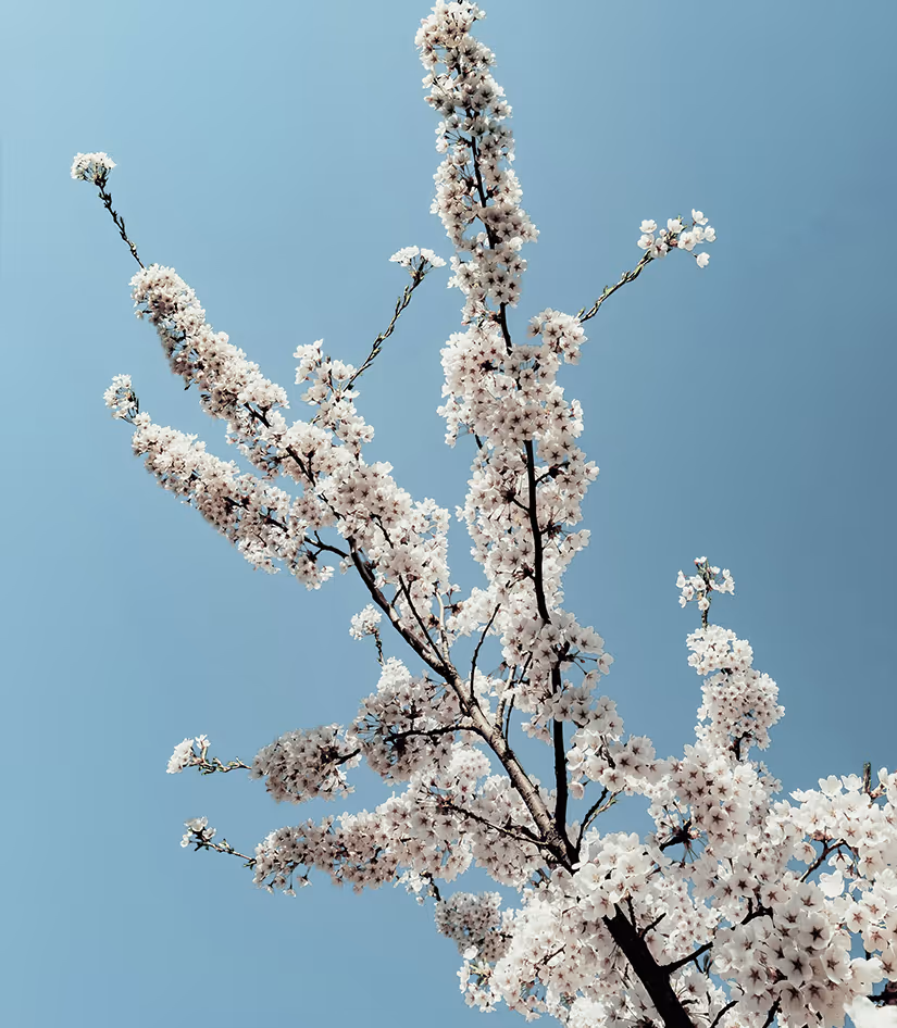 «Κλαδί ανθισμένης αμυγδαλιάς την άνοιξη, μια εικόνα που συμβολίζει τις νέες αρχές και τις σημαντικές αλλαγές στη ζωή.»