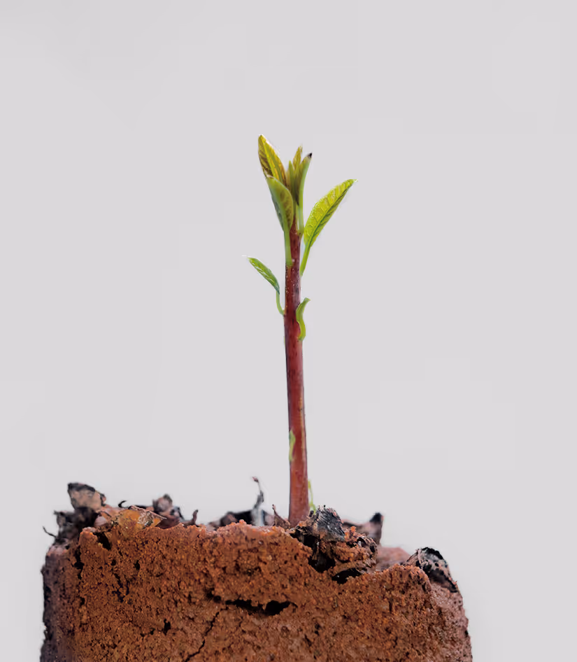«Ένας μικρός, πράσινος βλαστός που φυτρώνει δυναμικά μέσα από το χώμα, αντιπροσωπεύοντας την ανάπτυξη και την ενίσχυση της απόδοσης.»