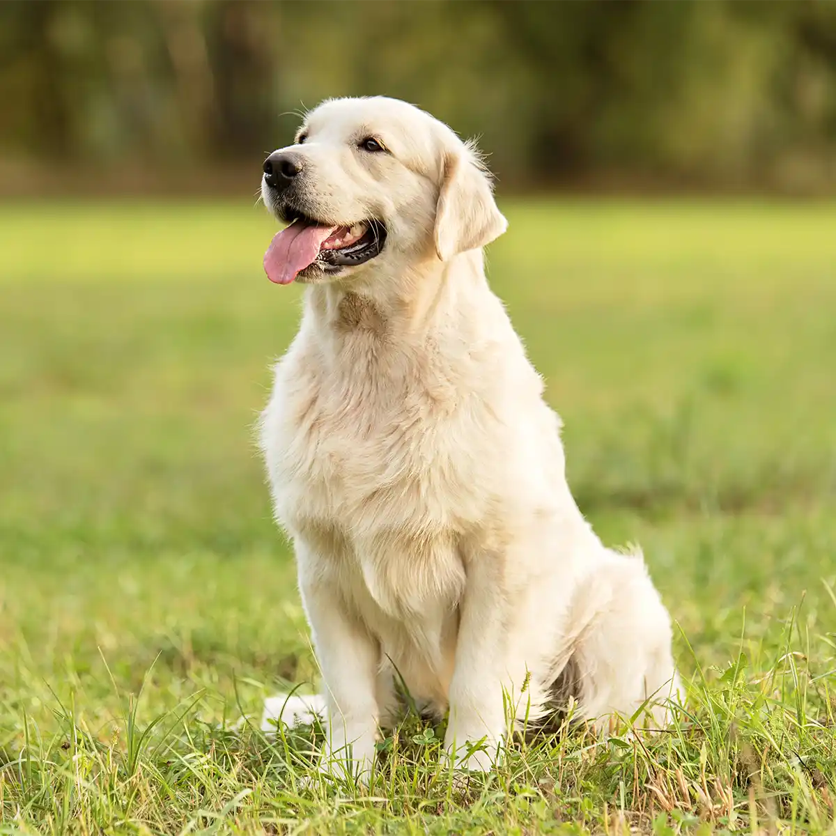 Stock photograph of a Golden Retriever dog sitting patiently waiting in a grassy field.