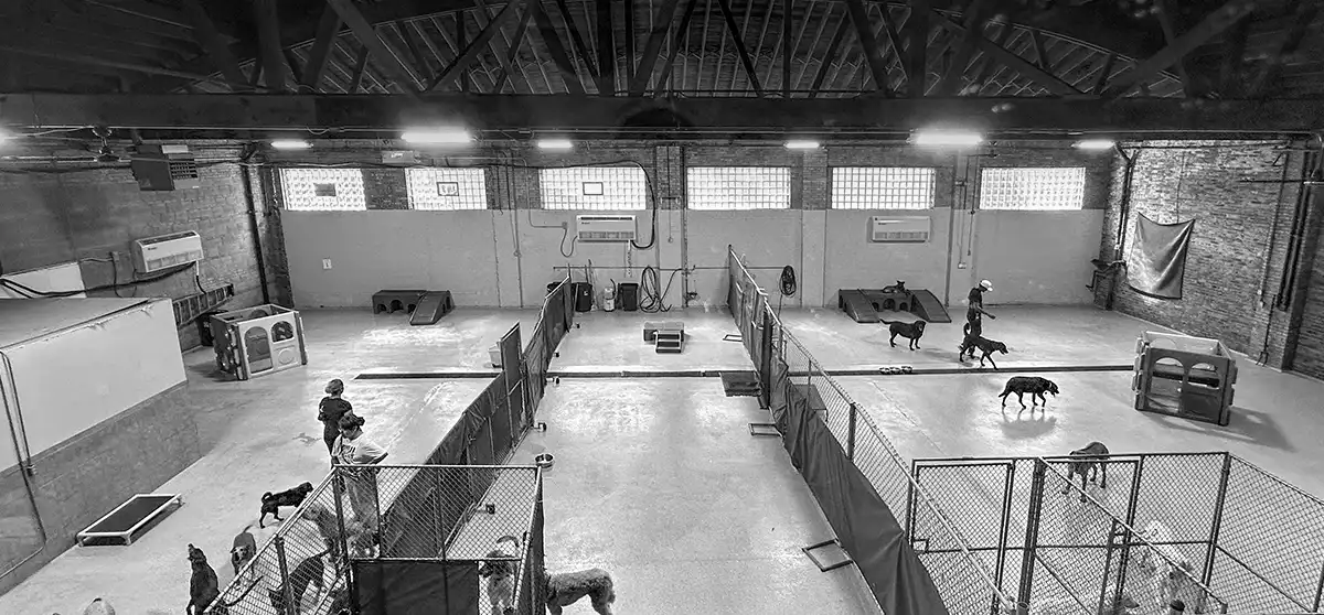 black and white image of DoGone Fun Resort's spacious interior play area with high ceilings, and dogs and trainers interacting together