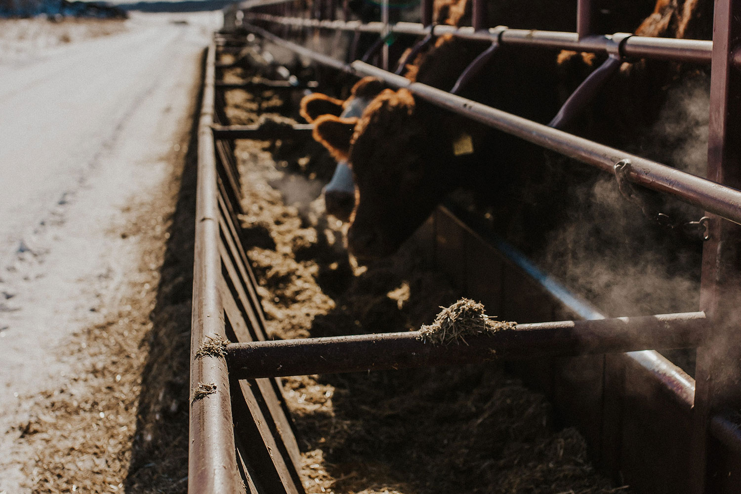Feed Mixes