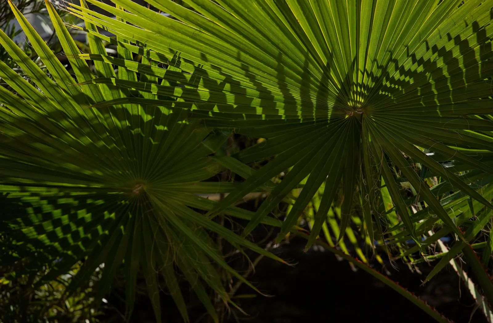 Lush green palms.