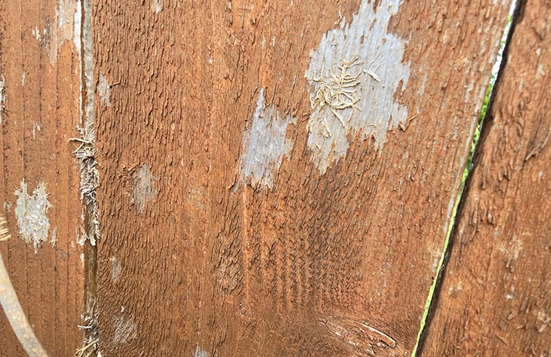 hail damaged wood