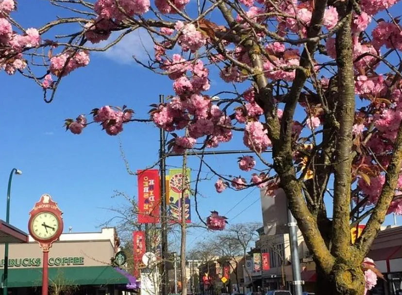 Blooming pink cherry blossoms on tree branches with a blue sky backdrop above a street featuring a Starbucks Coffee and a red clock post.