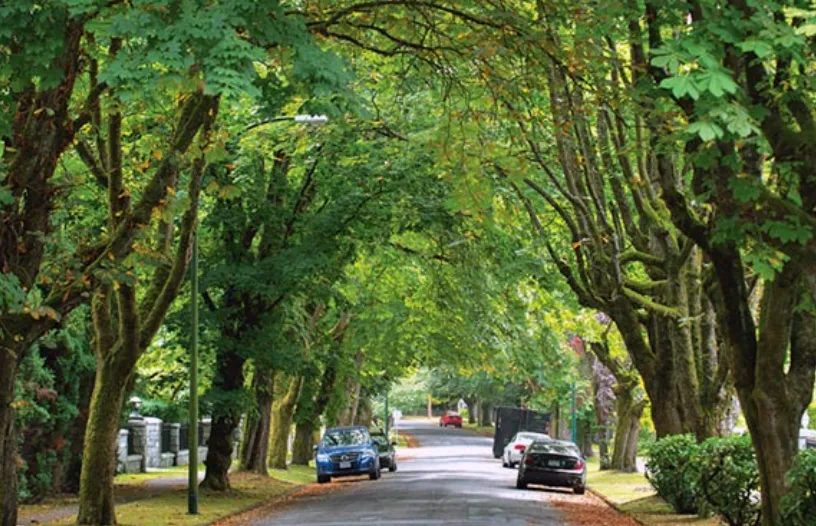 A tree-lined street with a canopy of green leaves, parked cars along the roadside, and dappled sunlight filtering through the foliage.