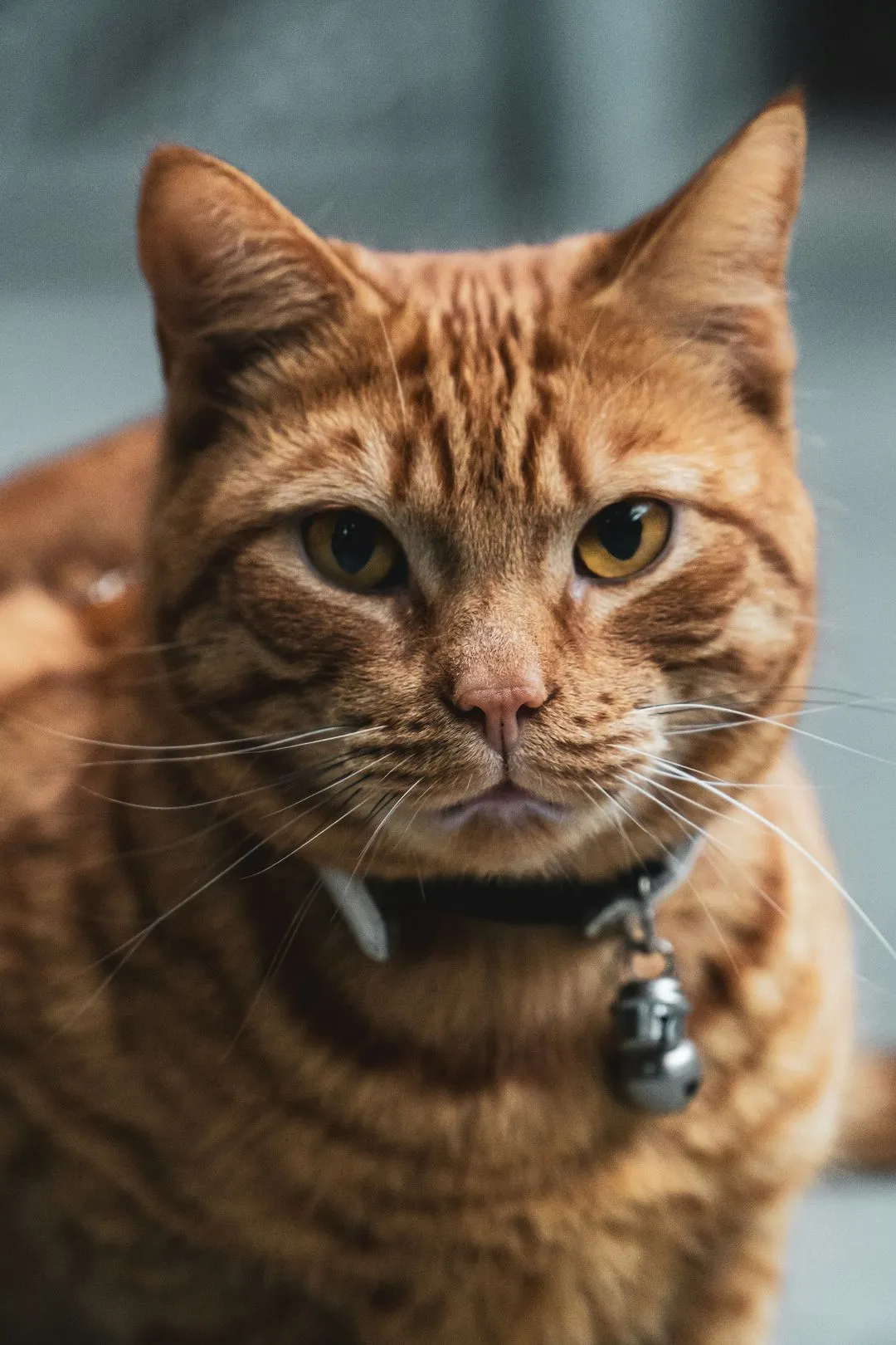 Orange tabby cat with a bell collar, staring intently at the camera