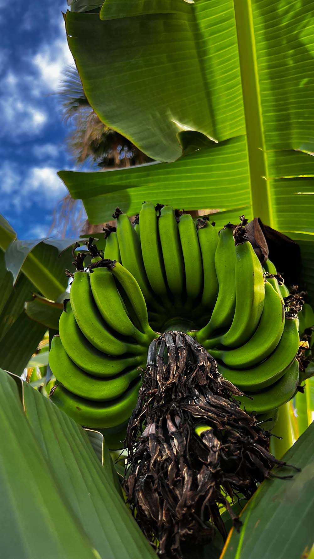 bananas, papayas, and calamansi are just the start of the bounty at Hale Akaula.
