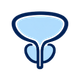 Prostate icon