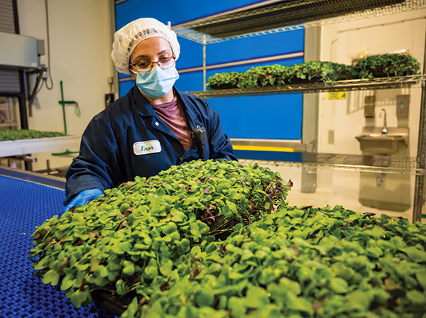 GoodLeaf Greens Now Available Across Quebec