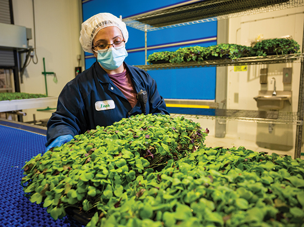 Les légumes verts GoodLeaf sont maintenant disponibles au Québec