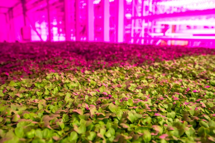 Cultures d'essai plantées à la nouvelle ferme de GoodLeaf à Montréal