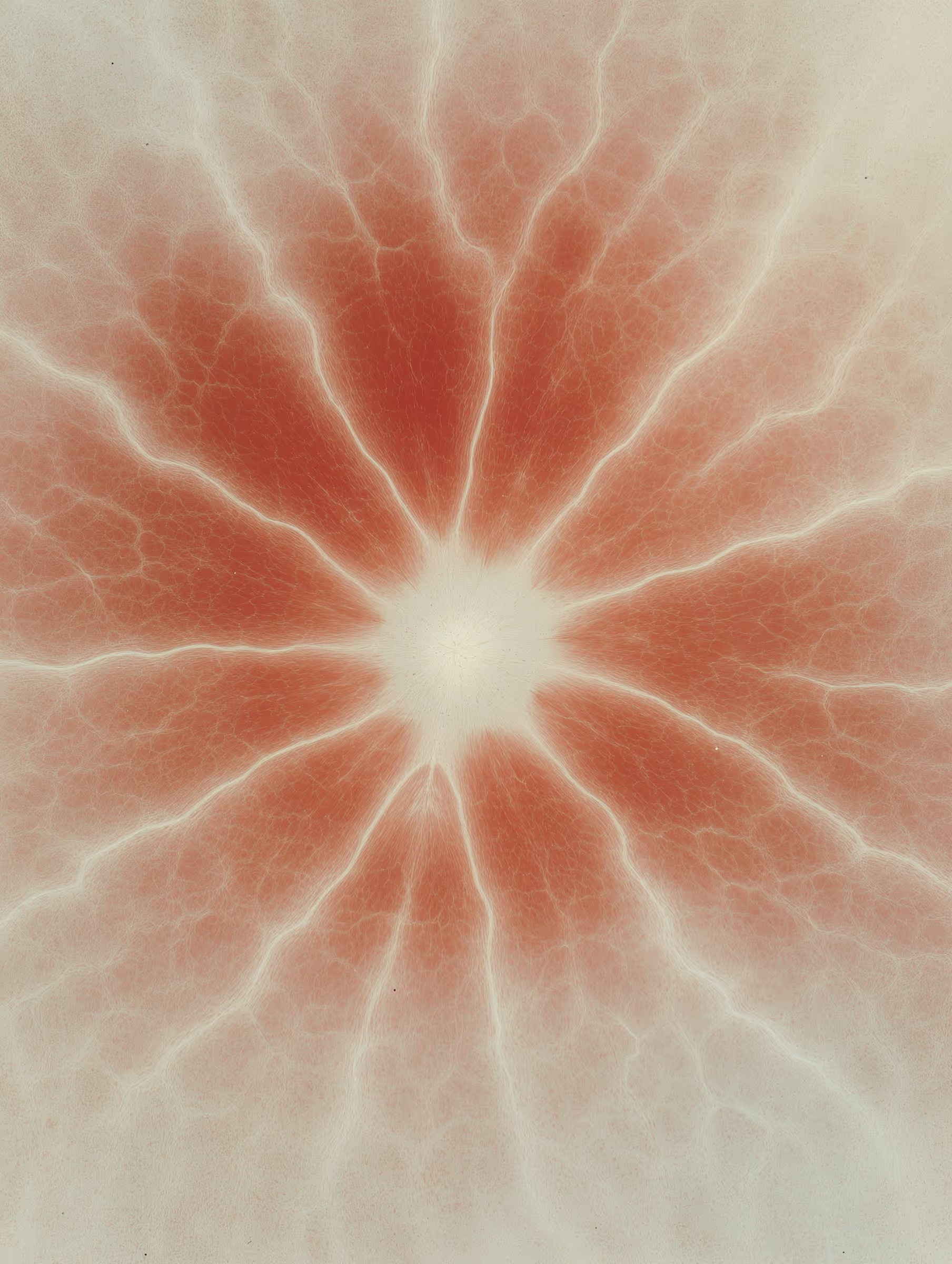 Mathematician of Flower