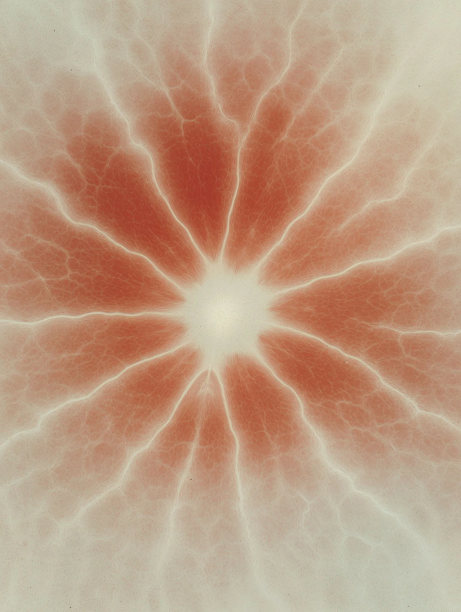 Mathematician of Flower