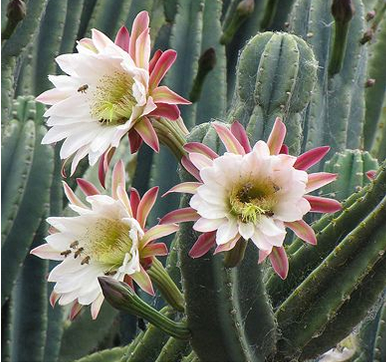 6 day San Pedro & Ancestral Medicine Retreat