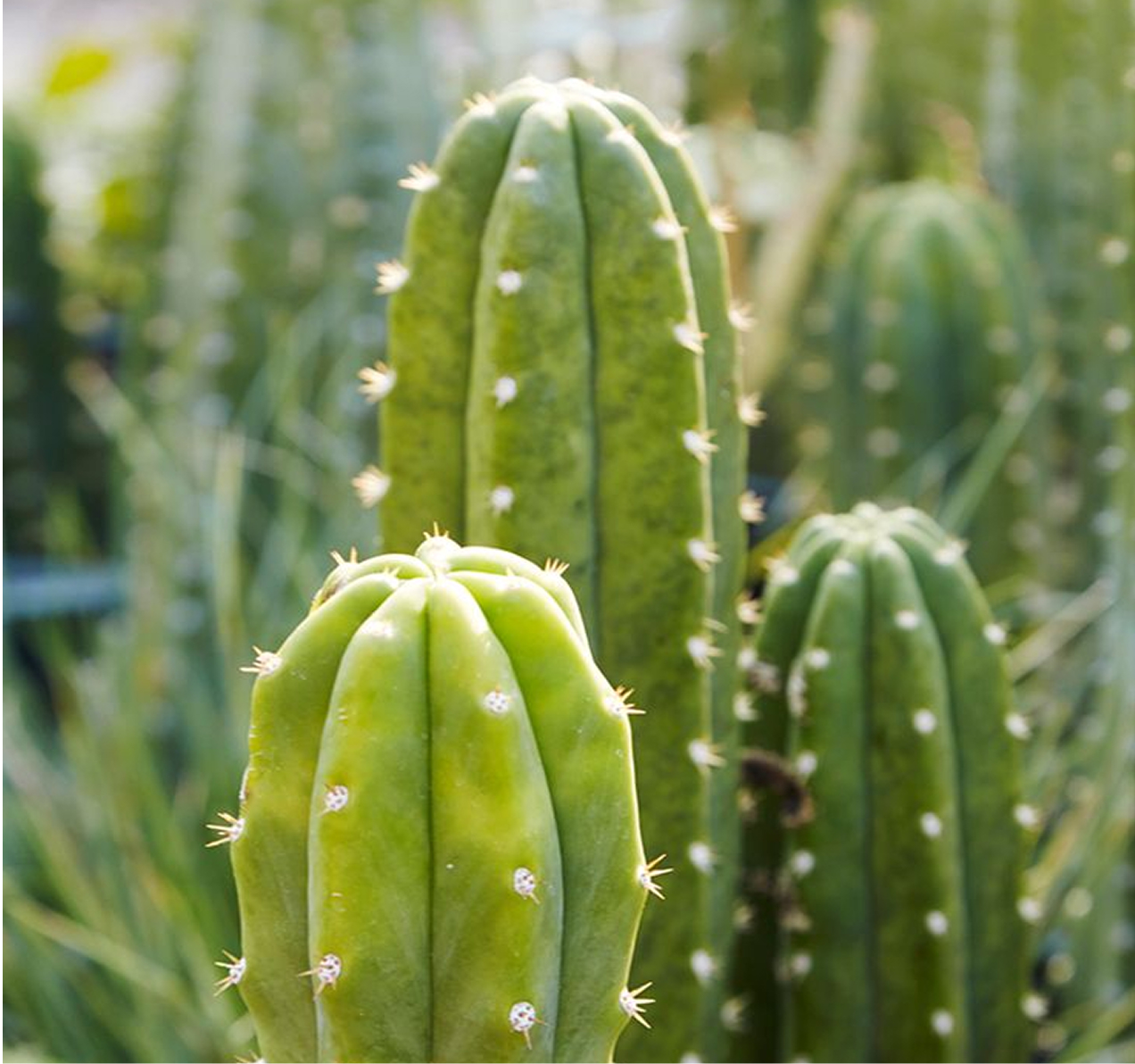 6 day San Pedro & Ancestral Medicine Retreat