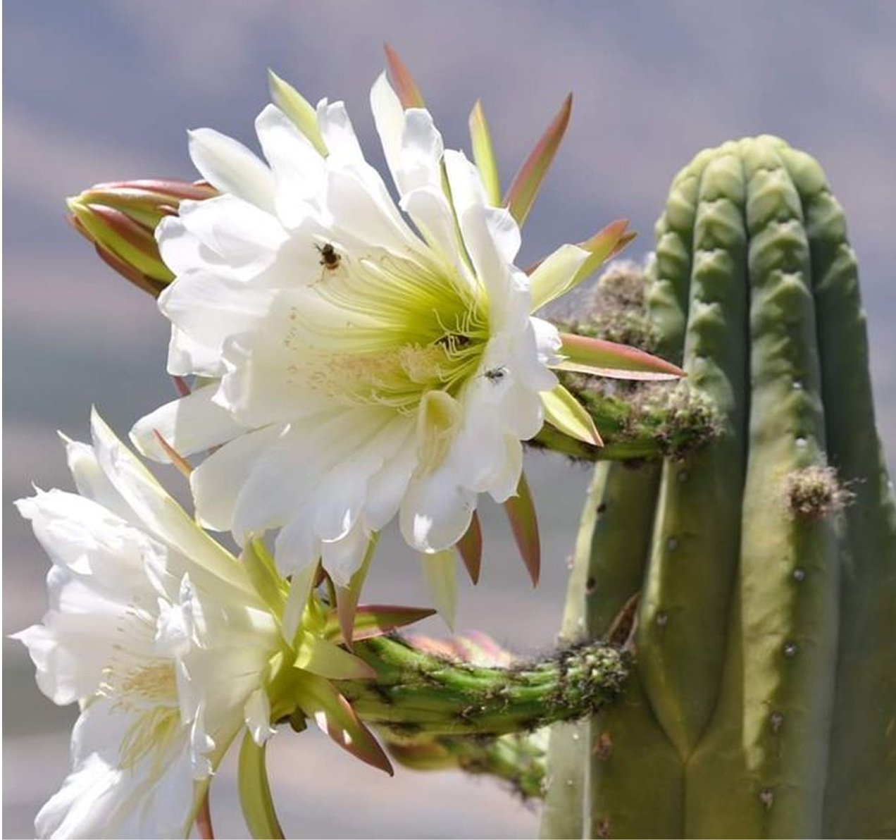 6 day San Pedro & Ancestral Medicine Retreat