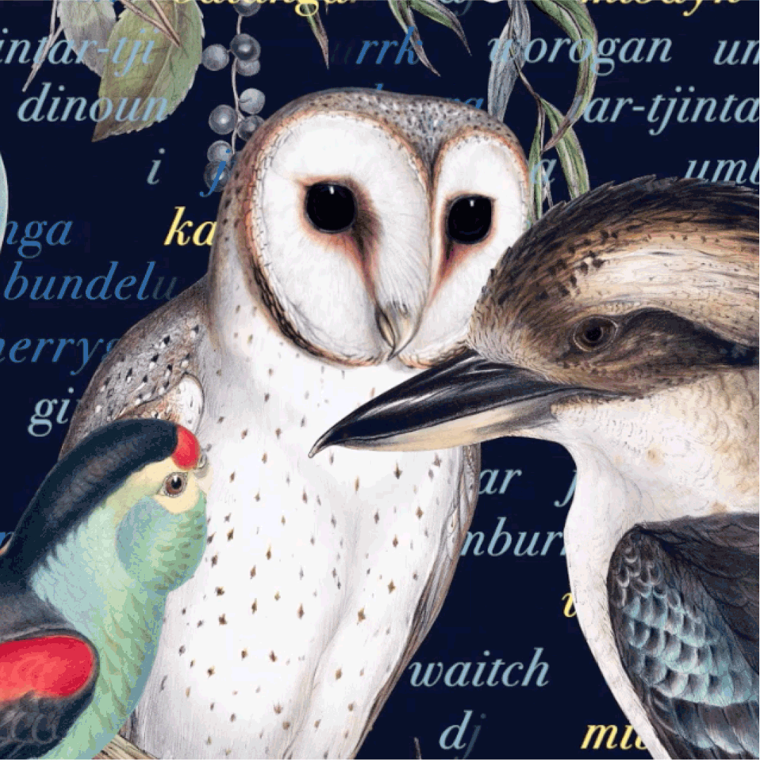 animated montage of the Birds of Australia