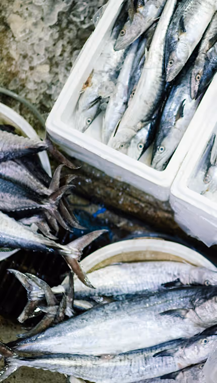 Fish transported in icy containers
