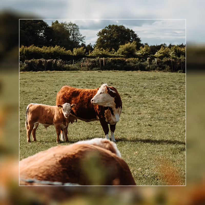 Livestock pasture