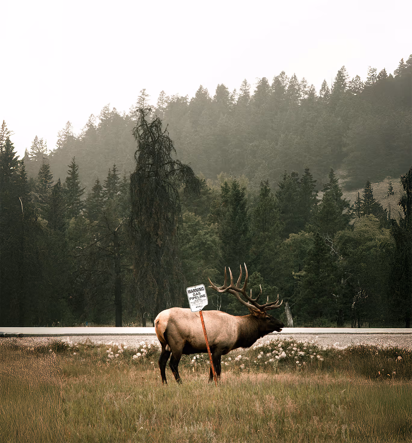 Elk standing beside a warning sign for an underground gas pipeline near a roadside, with a dense forest in the background, representing the intersection of wildlife management, environmental conservation, and infrastructure safety.