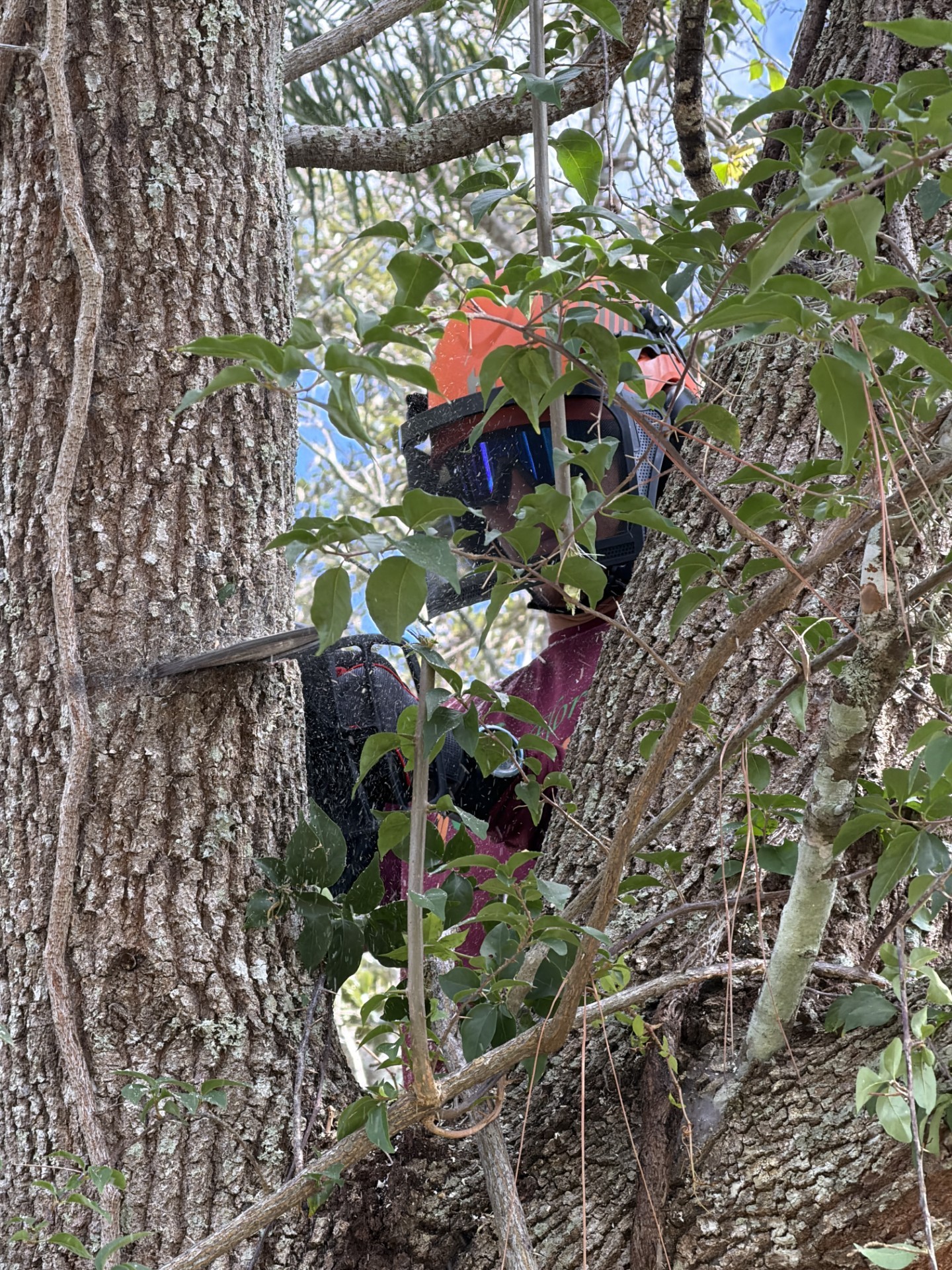 Person wearing an orange helmet and protective goggles cutting a tree branch with a chainsaw surrounded by green leaves.