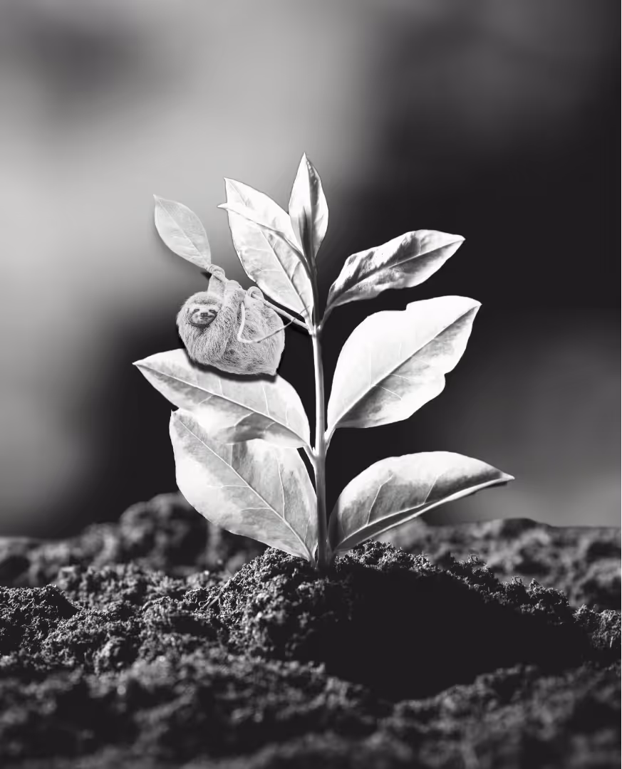 a flower representing ESG and sustainability strategy blooming