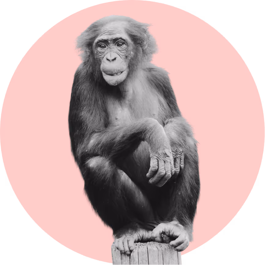 Monkey on red circle