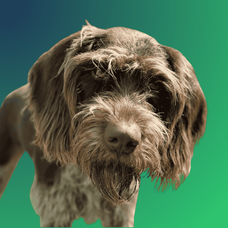 Headshot showing a German Wirehaired Pointer