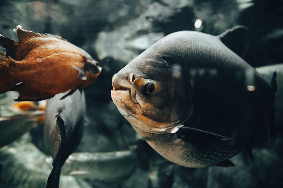 How To Move A Fish Tank
