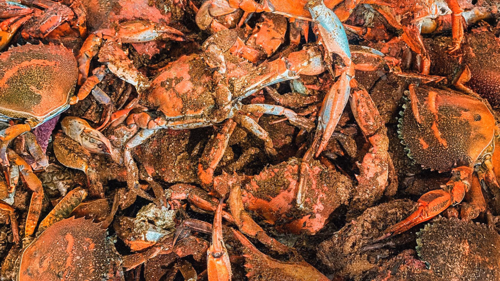 A pile of crabs with orange shells, covered in seasoning.