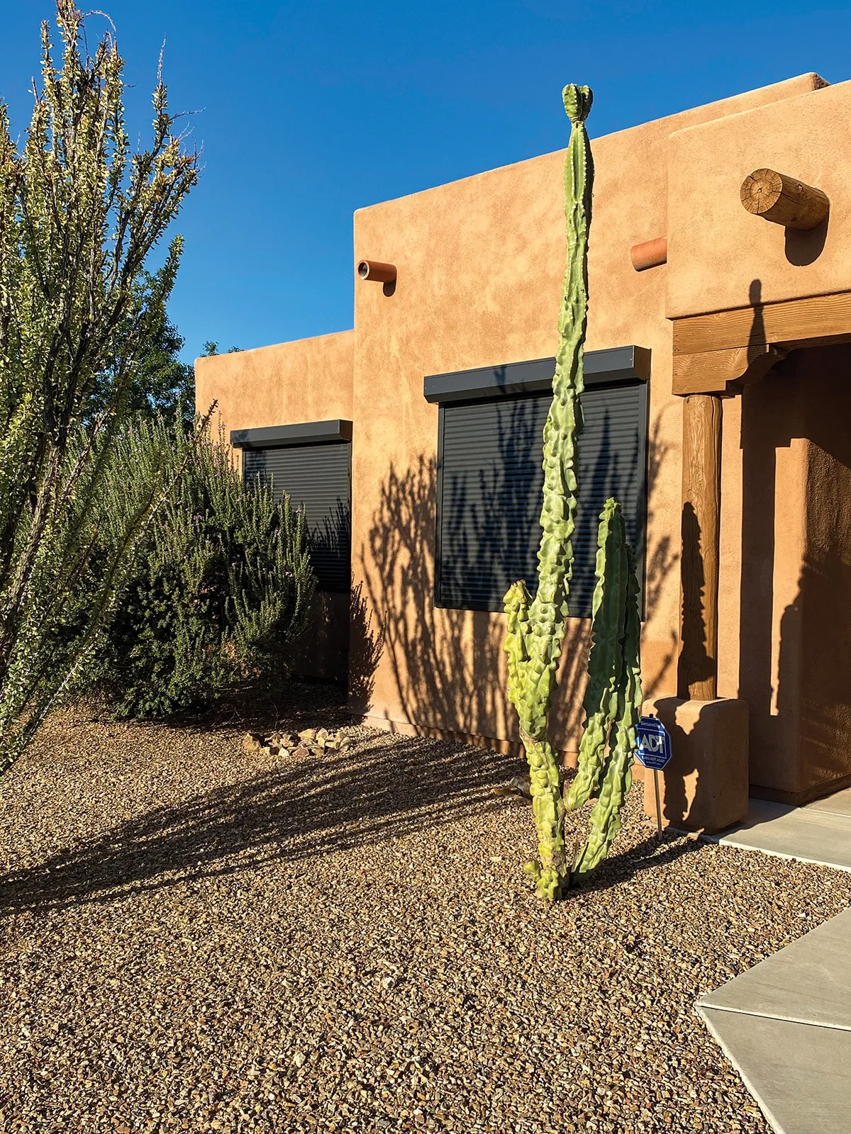 Tall green cactus and desert plants in front of a beige adobe-style house with black window shutters under a clear blue sky.