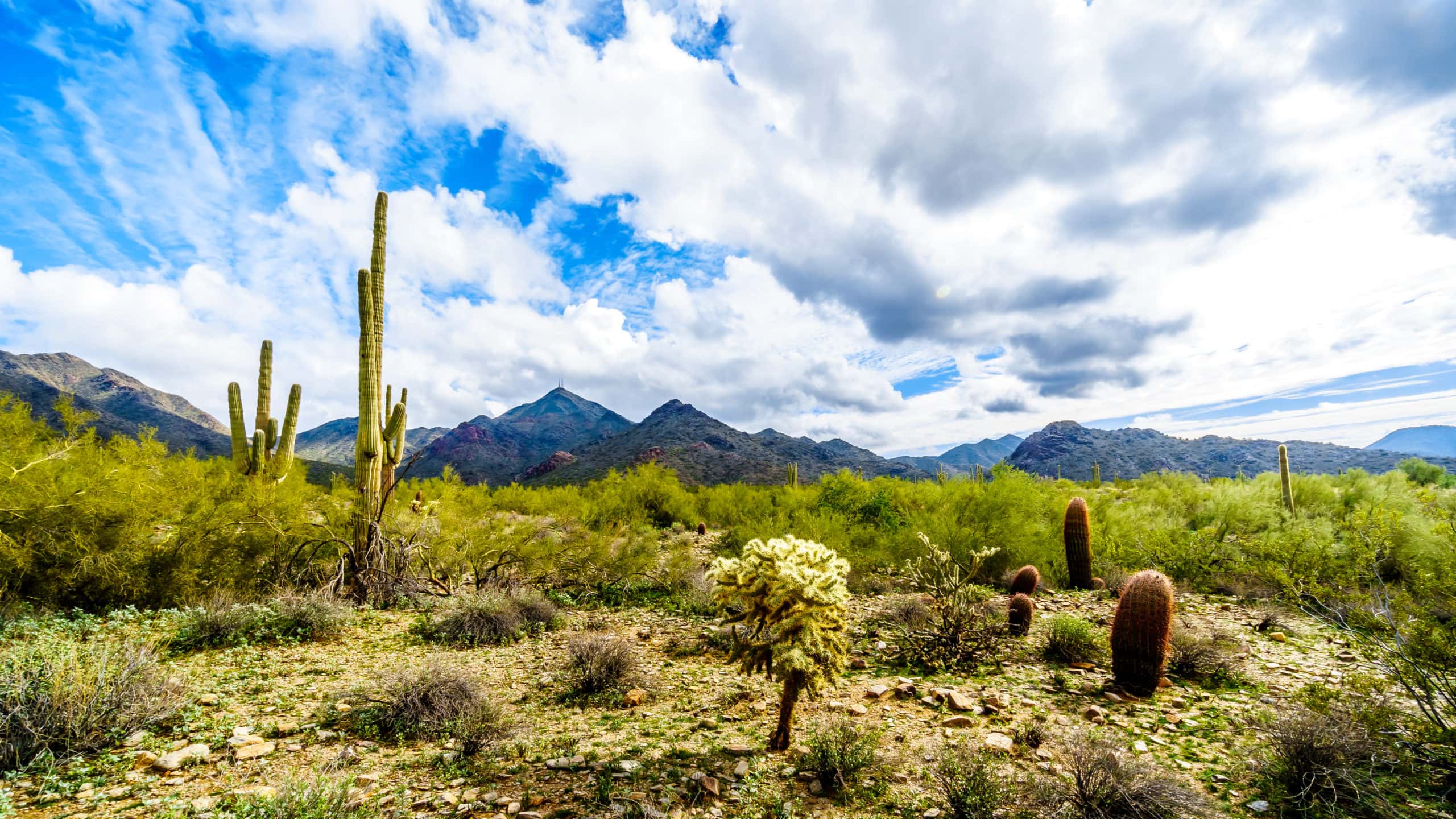 Tucson desert landscape with cacti and mountains.