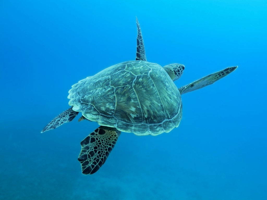Sea turtle swimming in clear blue waters off Mauritius—graceful marine life encounter reflecting Island Lilly’s commitment to nature, calm, and conservation
