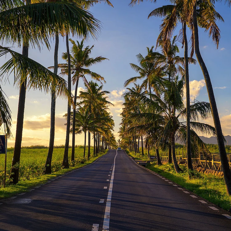 A palm-lined road at sunset through cane fields toward the mountains in Mauritius.